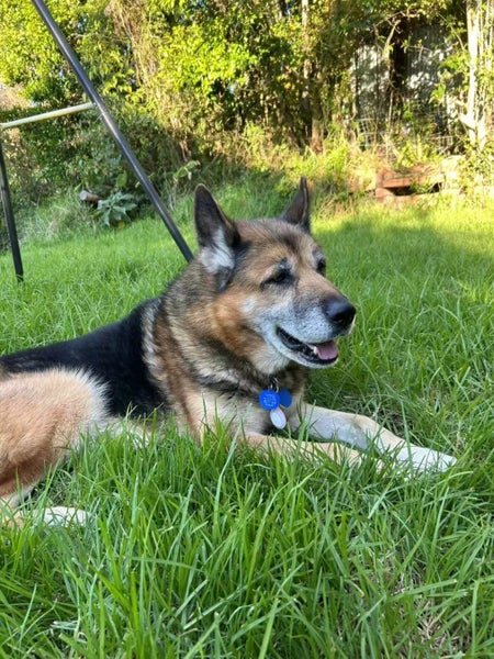 German Shepherd cross Husky free for new home Carousel 1