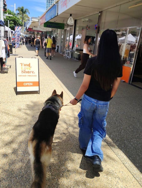 German Shepherd cross Husky free for new home Carousel 8