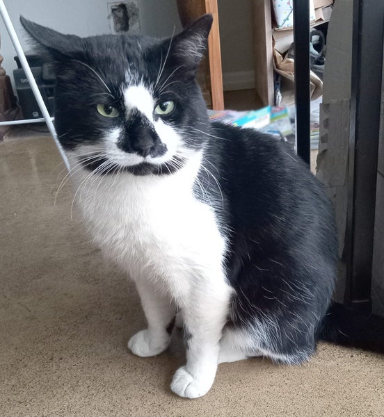 Found Cat Carousel 1