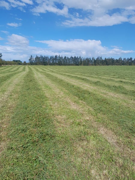 Hay Premium Equine meadow in Midi Square bales (ref p1c2) Carousel 6