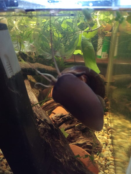 Apple snails Carousel 4