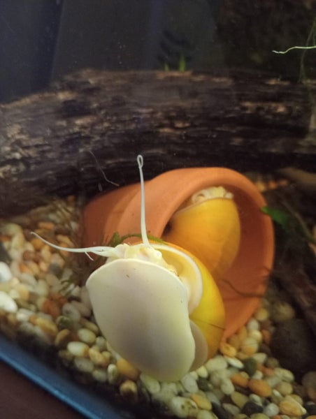 Apple snails Carousel 1