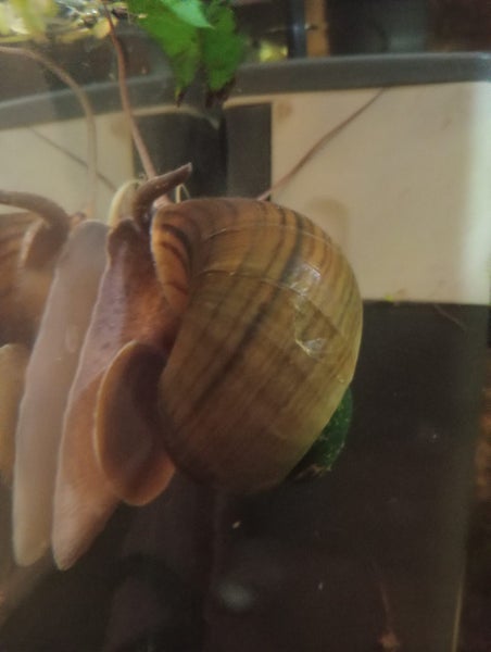 Apple snails Carousel 2