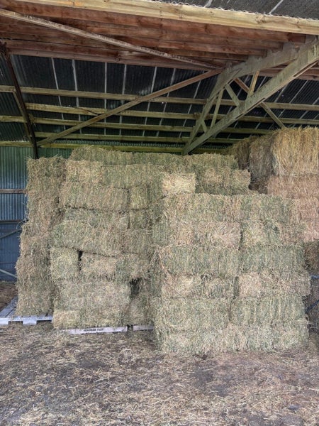 Premium Lucerne Hay Carousel 3