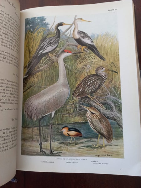 * THE BIRDS OF FLORIDA, ornithology, 1925, birds, art, natural history