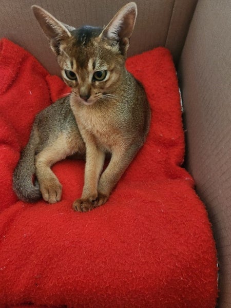 Abyssinian Kittens for sale Carousel 1