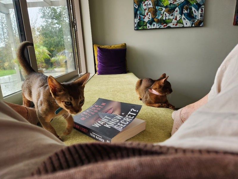 Abyssinian Kittens for sale Carousel 10