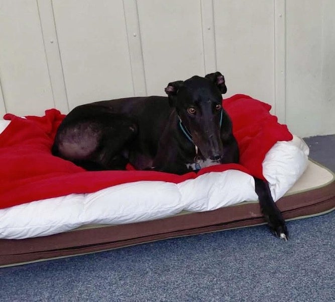 Buster the Greyhound - A Beautiful Bond Waiting to Bloom Carousel 2