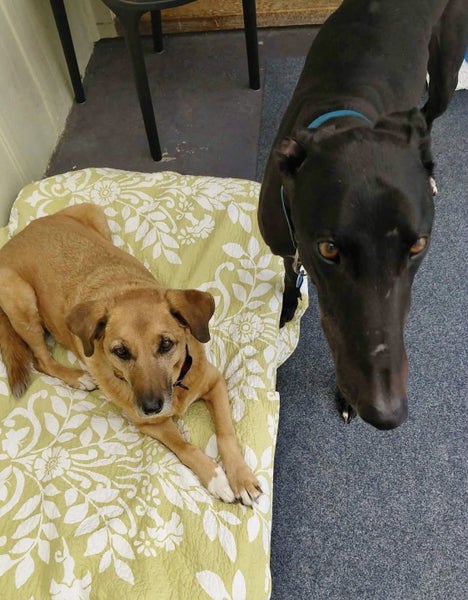 Buster the Greyhound - A Beautiful Bond Waiting to Bloom Carousel 5