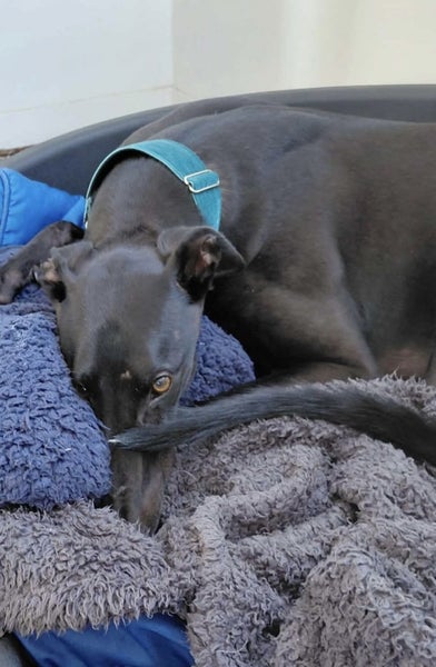 Buster the Greyhound - A Beautiful Bond Waiting to Bloom Carousel 1