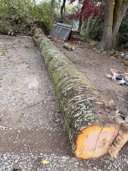 Cherry Tree for timber Carousel 1