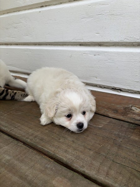 Maltese chihuahua x puppies Carousel 2