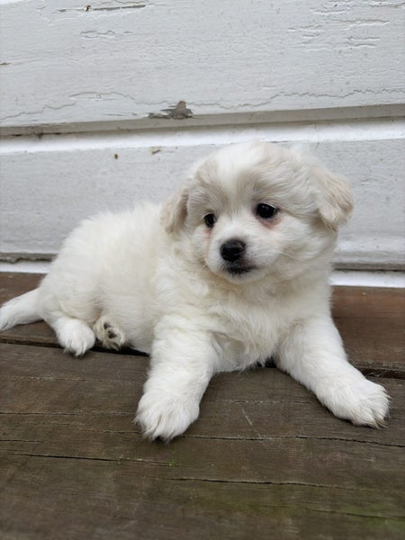 Maltese chihuahua x puppies Carousel 18