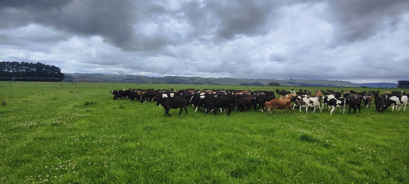 RLP - Makarkara Carousel 17