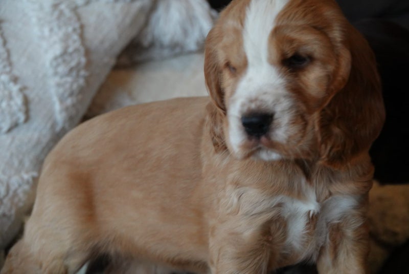 Cocker spaniel puppies Carousel 2