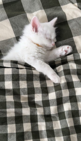 Ragdoll Kitten Carousel 2