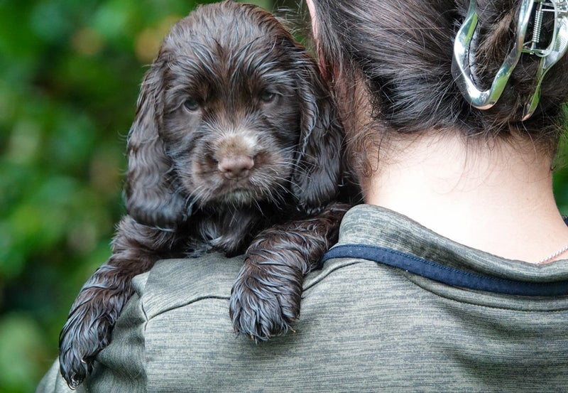 Cocker spaniel puppies Carousel 1