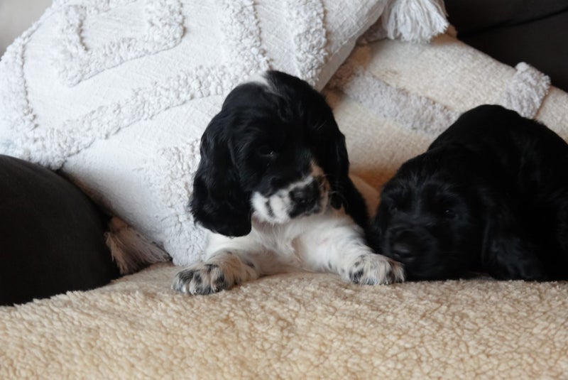 Cocker spaniel puppies Carousel 12