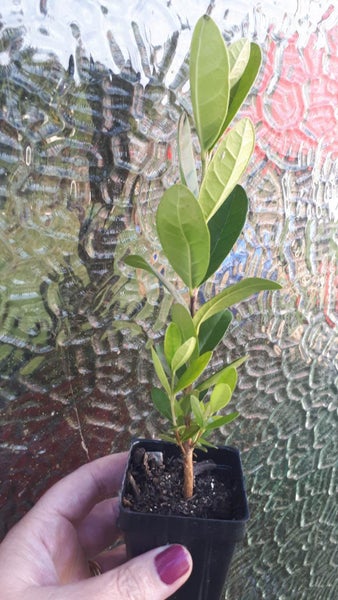 Feijoa Sellowiana Carousel 1