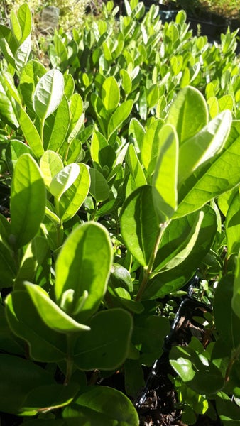 Feijoa Sellowiana Carousel 2