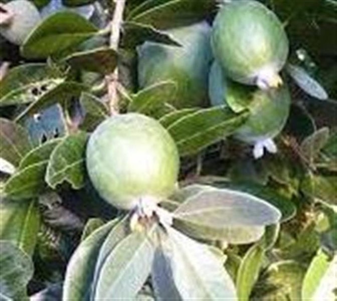 Feijoa Sellowiana Carousel 3