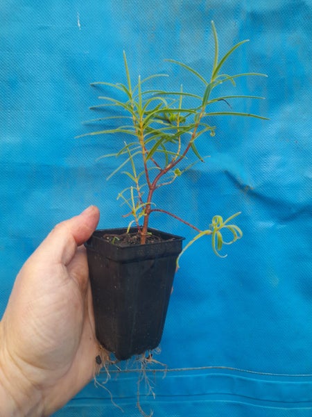 Hebe Parviflora Carousel 2