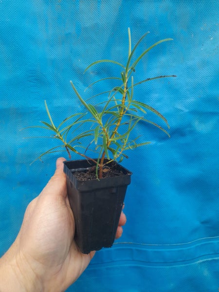 Hebe Parviflora Carousel 3