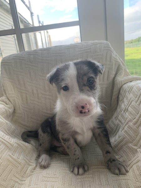 Adorable Rough Collie x puppies Carousel 1