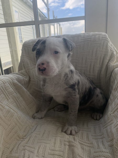 Adorable Rough Collie x puppies Carousel 2
