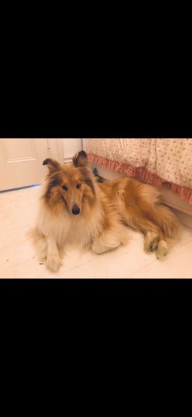 Adorable Rough Collie x puppies Carousel 18