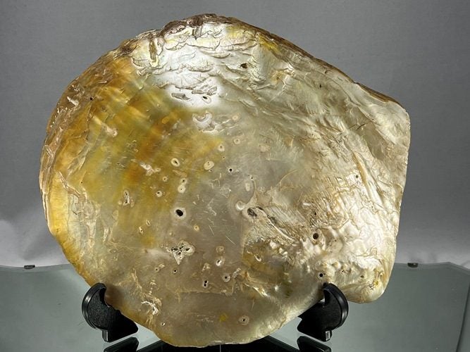 Vintage Large Polished Gold Lip Handpainted Art Mother Of Pearl Shell Carousel 2