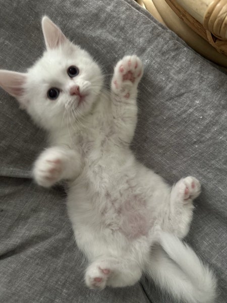 Ragdoll Kitten Carousel 1
