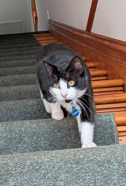 tuxedo cat lost in thorndon Carousel 1
