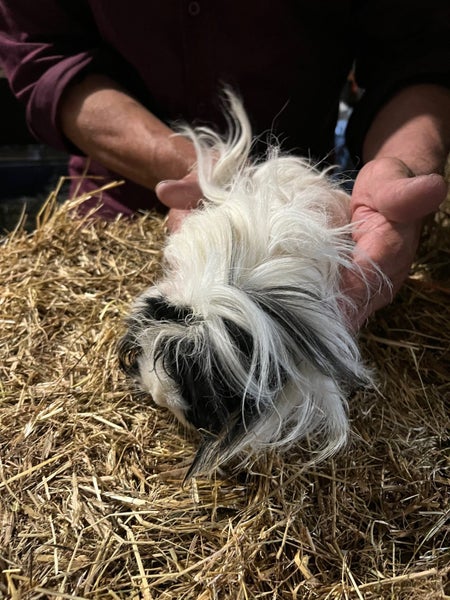 Guinea Pigs Healthy Adults and younger Carousel 2