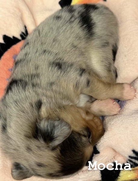 Border Collie x Merle Puppies Carousel 1