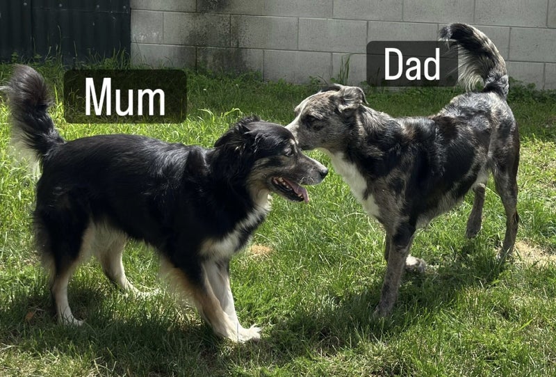 Border Collie x Merle Puppies Carousel 17