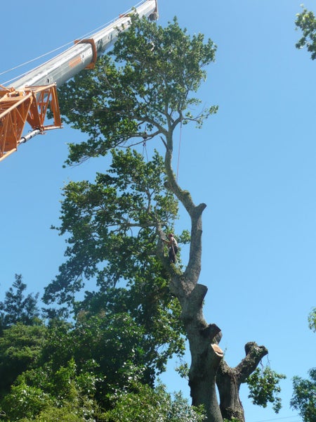 Tree Wise Men Ltd Carousel 1