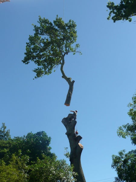 Tree Wise Men Ltd Carousel 2