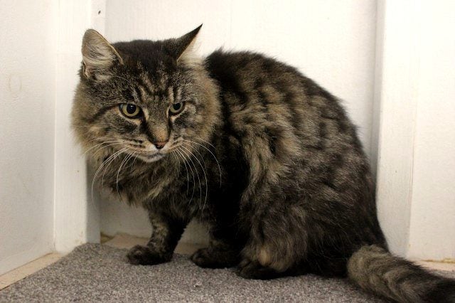 Found - Brown Tabby DLH Male Cat Carousel 2