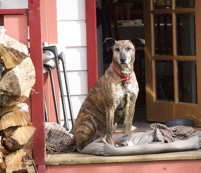 Ray – sweet natured whippet cross, private rehome Carousel 1