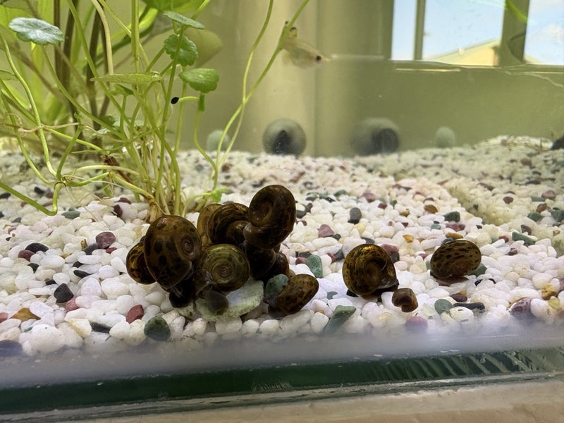 Ramshorn Snails Carousel 5