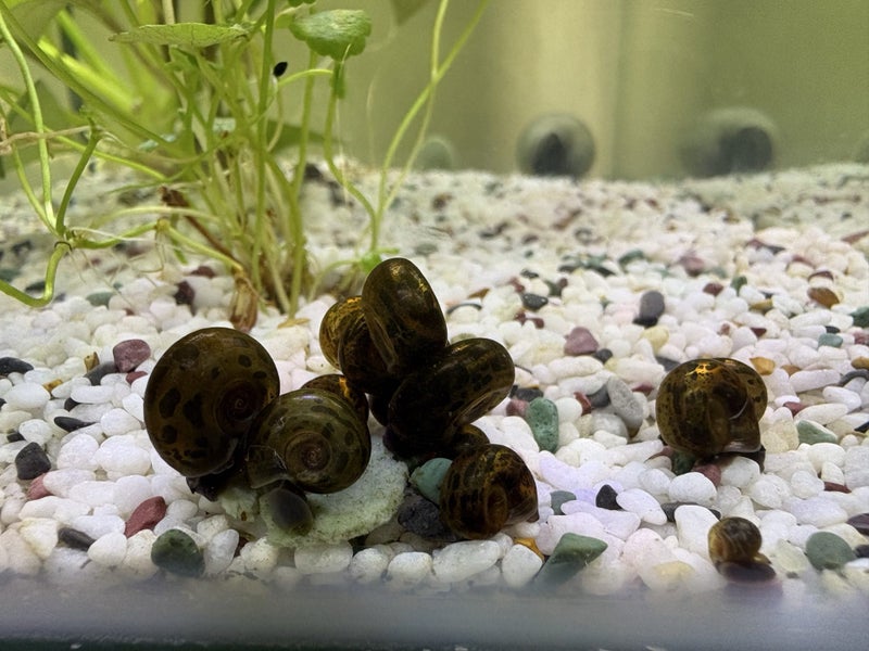 Ramshorn Snails Carousel 1