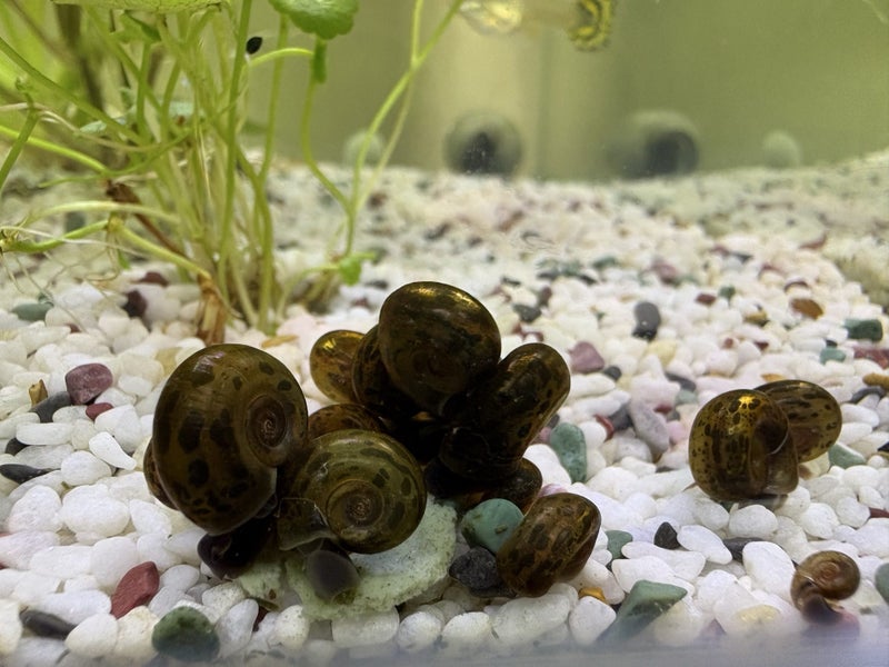 Ramshorn Snails Carousel 2