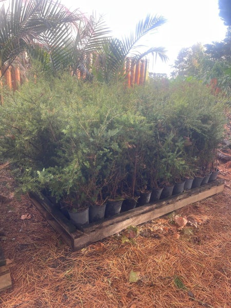 Podocarpus totara BBN Selection Pb 5, ht.70cm - 90cm...50 (Lot# 2) Carousel 1