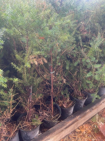 Podocarpus totara BBN Selection Pb 5, ht.70cm - 90cm...50 (Lot# 2) Carousel 2