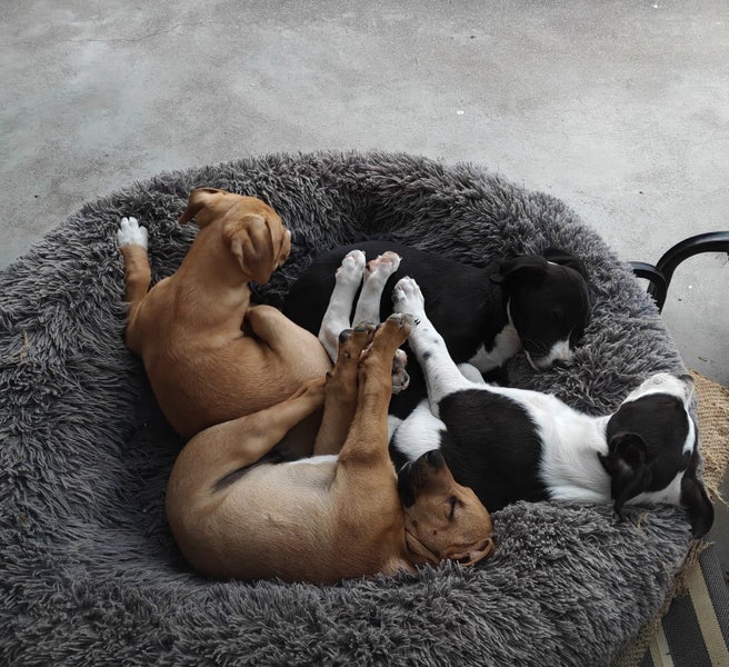 Pets or Hunting Puppies Carousel 2