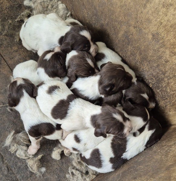 English Springer Spaniel Puppies Carousel 1