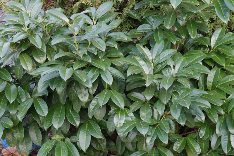 Prunus Laurocerasus - Cherry Laurel Carousel 1