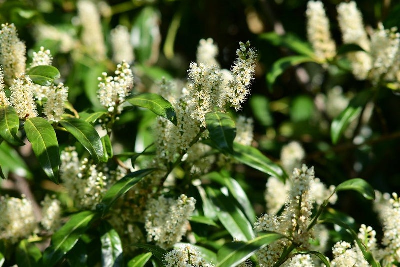 Prunus Laurocerasus - Cherry Laurel Carousel 2