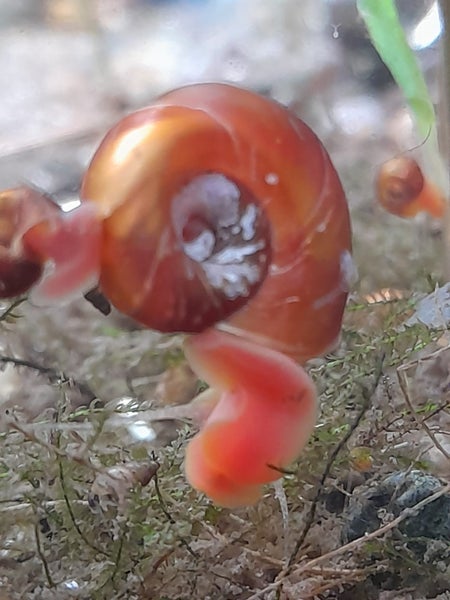 Ramshorn snails Carousel 2